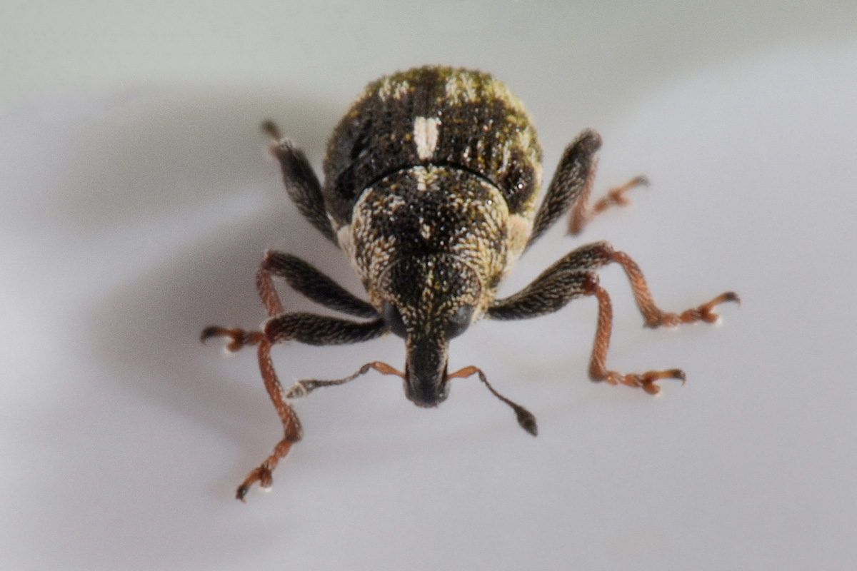 Curculionidae:  Rhinoncus sp.?  S, Rhinoncus perpendicularis